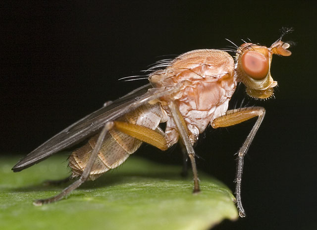 A caccia...in giardino!